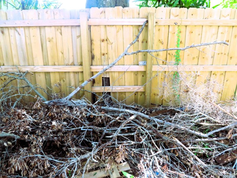 Professional Brush Removal